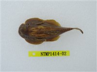 藏品(埔里中華爬岩鰍)的圖片